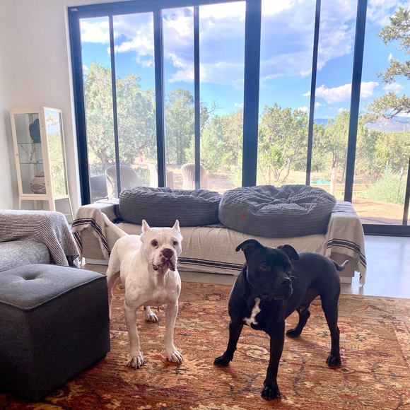 Meet your Posher, Wren - Picture 4 of 6